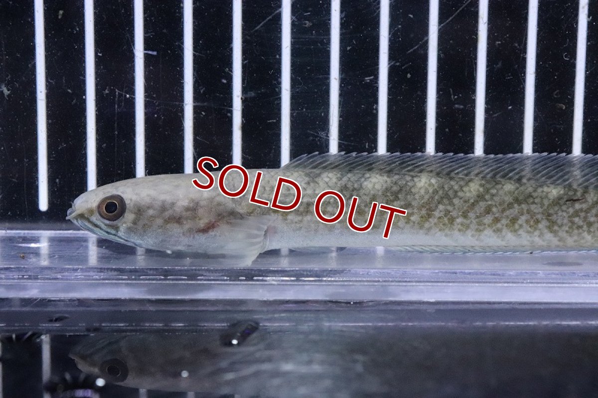 画像4: 【淡水魚】激安 チャンナ so ガロ ワイルド【個体販売】(大型魚)(生体)(熱帯魚)NKO (4)