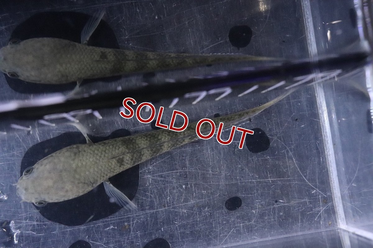 画像5: 【淡水魚】激安 チャンナ so ガロ ワイルド【個体販売】(大型魚)(生体)(熱帯魚)NKO (5)