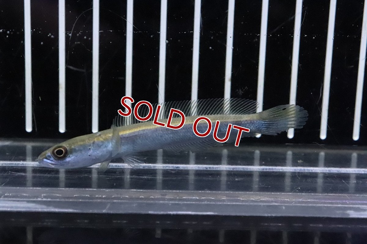 画像1: 【淡水魚】【通販】ロイヤルトーマン センタルン瑚 ワイルド【1匹 サンプル画像】(±6-7cm)(スネークヘッド・大型魚)(生体)(熱帯魚)NKO (1)