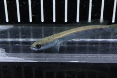 画像2: 【淡水魚】【通販】ロイヤルトーマン ペラ州 ワイルド【1匹 サンプル画像】(±6-7cm)(スネークヘッド・大型魚)(生体)(熱帯魚)NKO (2)