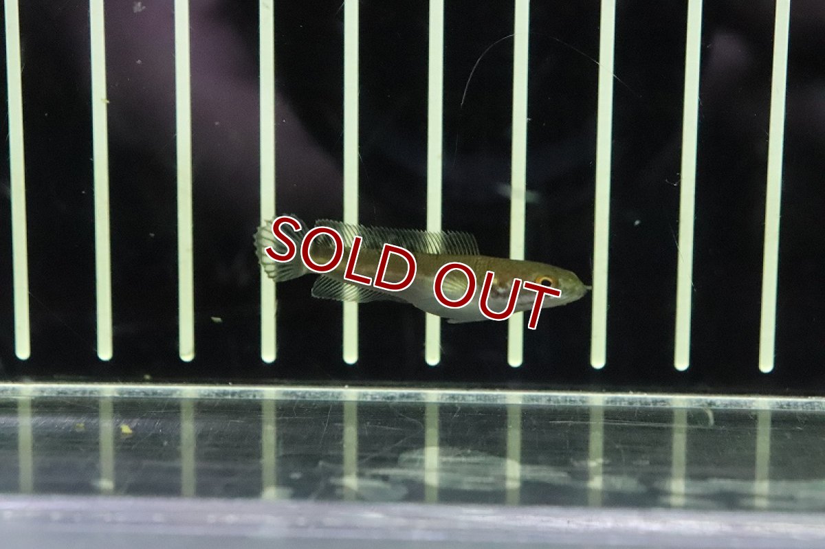 画像2: 【淡水魚】レア種 ブラックトーマン【1匹 サンプル画像】(±3-4cm)(スネークヘッド・大型魚)(生体)(熱帯魚)NKO (2)