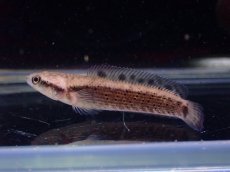 画像1: 【淡水魚】チャンナ オルナティピンニス イエローリップ【1匹 サンプル画像】(±5cm)(大型魚・スネークヘッド)(生体)(熱帯魚)NKO (1)