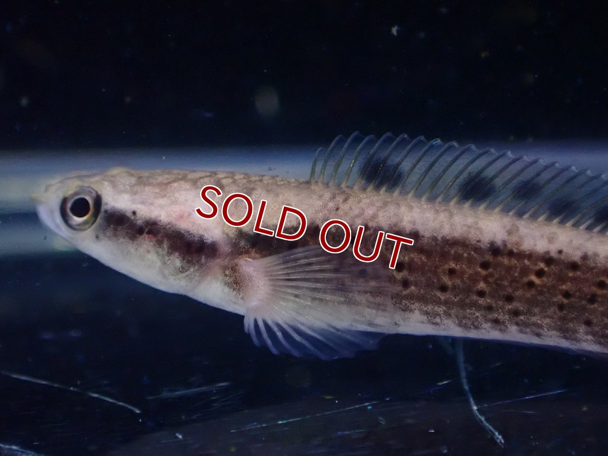 画像2: 【淡水魚】チャンナ オルナティピンニス イエローリップ【1匹 サンプル画像】(±5cm)(大型魚・スネークヘッド)(生体)(熱帯魚)NKO (2)