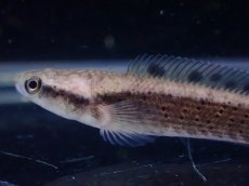 画像2: 【淡水魚】チャンナ オルナティピンニス イエローリップ【1匹 サンプル画像】(±5cm)(大型魚・スネークヘッド)(生体)(熱帯魚)NKO (2)