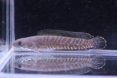 画像1: 【淡水魚】【通販】ファイヤーレインボースネークヘッド【1匹 サンプル画像】(±5-6cm)(大型魚・スネークヘッド)(生体)(熱帯魚)NKO (1)