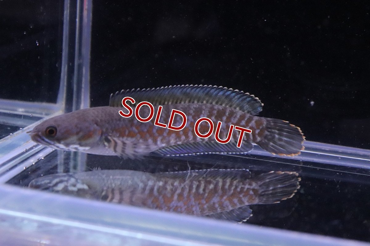 画像2: 【淡水魚】ファイヤーレインボースネークヘッド【1匹 サンプル画像】(±5-6cm)(大型魚・スネークヘッド)(生体)(熱帯魚)NKO (2)