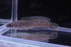 画像2: 【淡水魚】【通販】ファイヤーレインボースネークヘッド【1匹 サンプル画像】(±5-6cm)(大型魚・スネークヘッド)(生体)(熱帯魚)NKO (2)