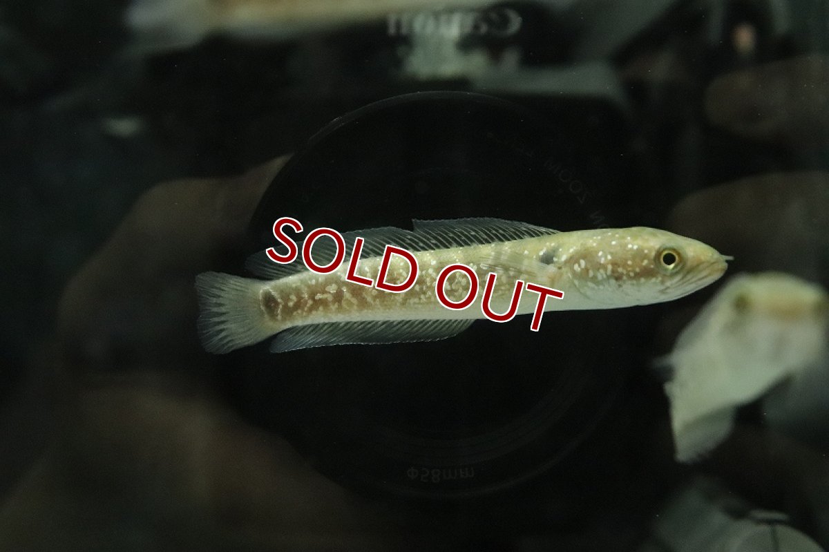 画像2: 【淡水魚】大特価 ギャラクシーコウタイ【1匹 サンプル画像】(±6-8cm)(大型魚・スネークヘッド)(生体)(熱帯魚)NKO (2)