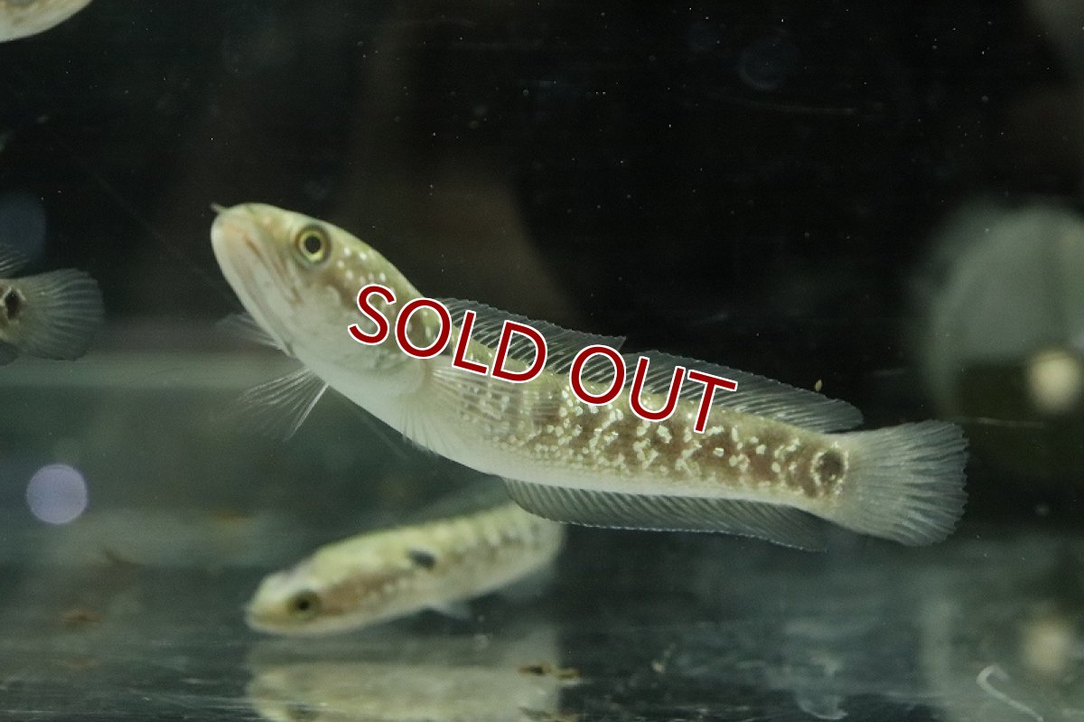 画像3: 【淡水魚】大特価 ギャラクシーコウタイ【1匹 サンプル画像】(±6-8cm)(大型魚・スネークヘッド)(生体)(熱帯魚)NKO (3)