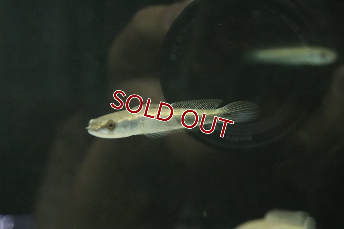 画像2: 【淡水魚】【通販】大きめ ロイヤルトーマン チタルム産 ワイルド【1匹 サンプル画像】(±15cm)(大型魚・スネークヘッド)(生体)(熱帯魚)NKO (2)