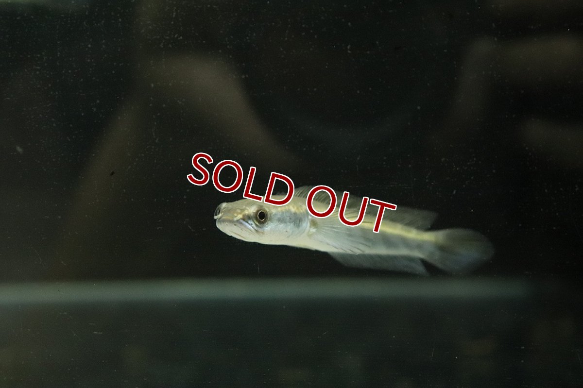 画像3: 【淡水魚】【通販】大きめ ロイヤルトーマン チタルム産 ワイルド【1匹 サンプル画像】(±15cm)(大型魚・スネークヘッド)(生体)(熱帯魚)NKO (3)