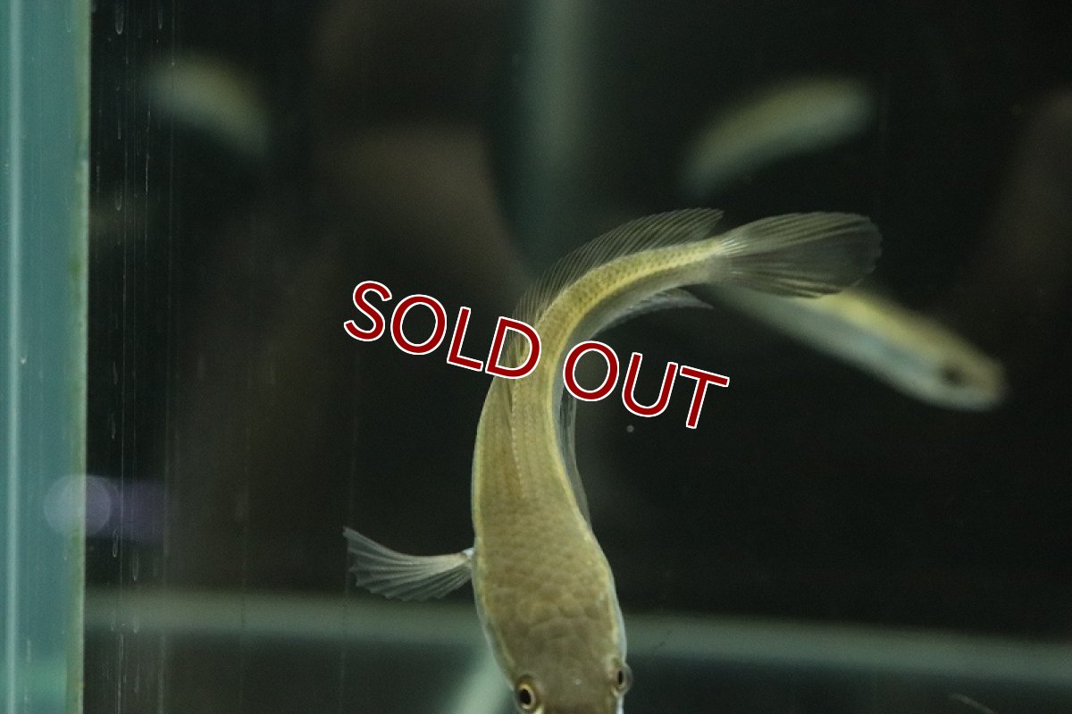 画像4: 【淡水魚】【通販】大きめ ロイヤルトーマン チタルム産 ワイルド【1匹 サンプル画像】(±15cm)(大型魚・スネークヘッド)(生体)(熱帯魚)NKO (4)