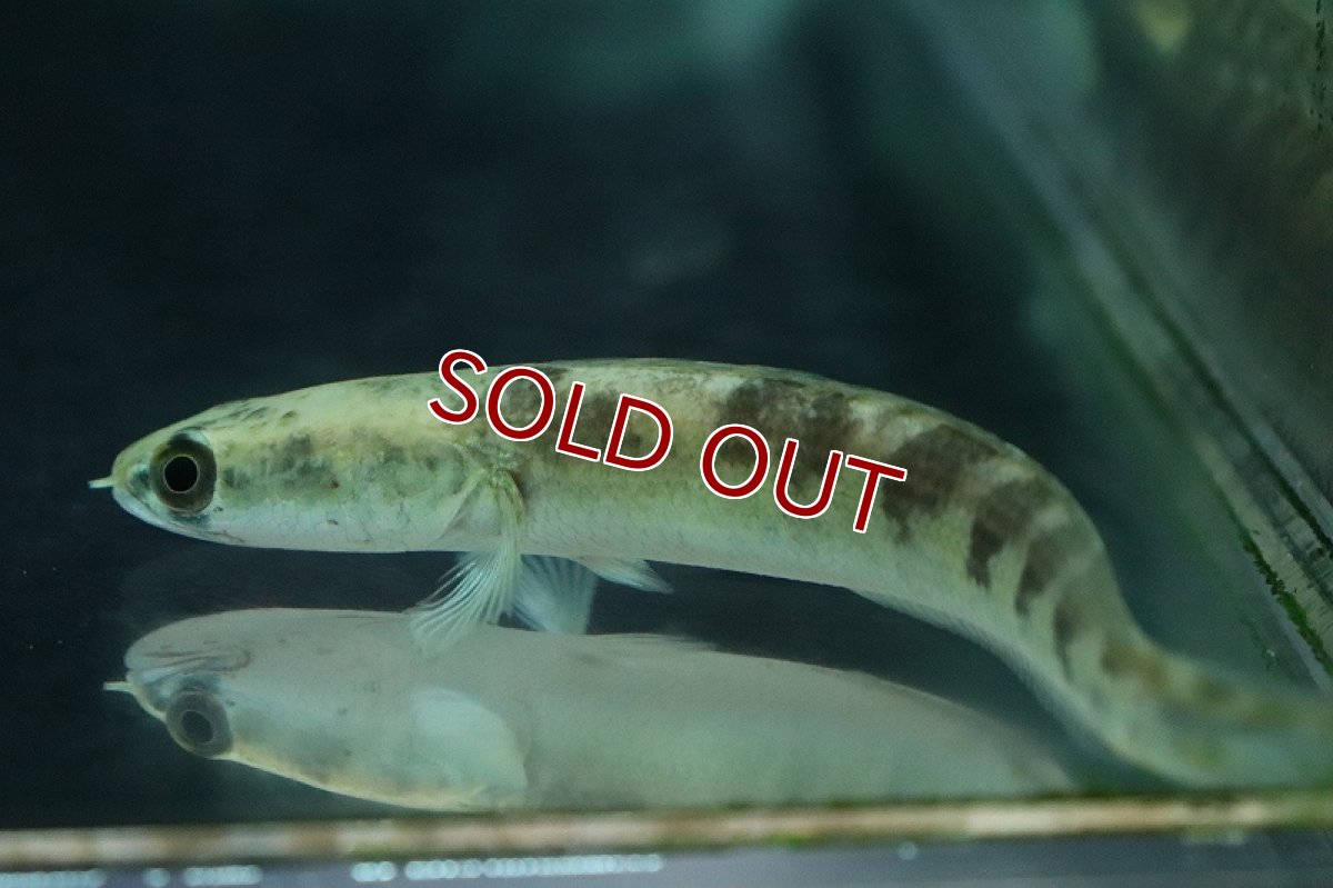 画像2: 【淡水魚】ロイヤルトーマン ブラウン イーストボルネオ産 ワイルド【1匹 サンプル画像】(±8-9cm)(生体)(熱帯魚)NKO (2)