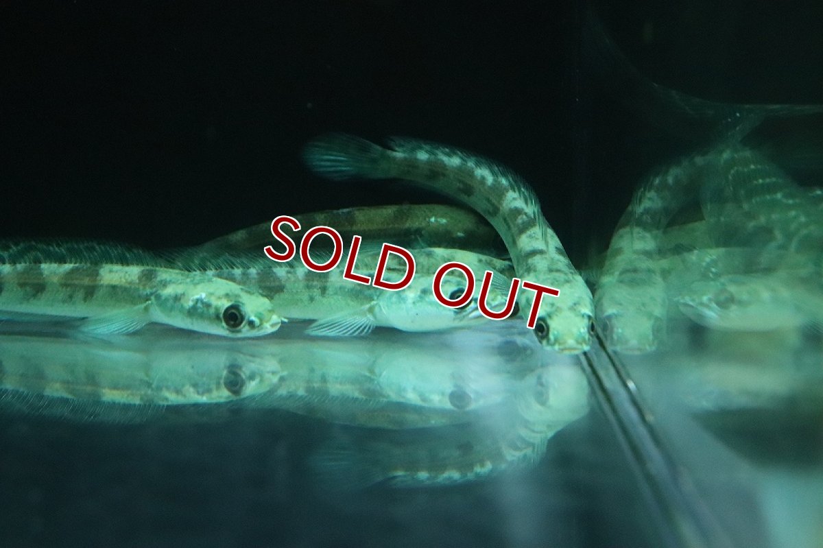 画像3: 【淡水魚】ロイヤルトーマン ブラウン イーストボルネオ産 ワイルド【1匹 サンプル画像】(±8-9cm)(生体)(熱帯魚)NKO (3)