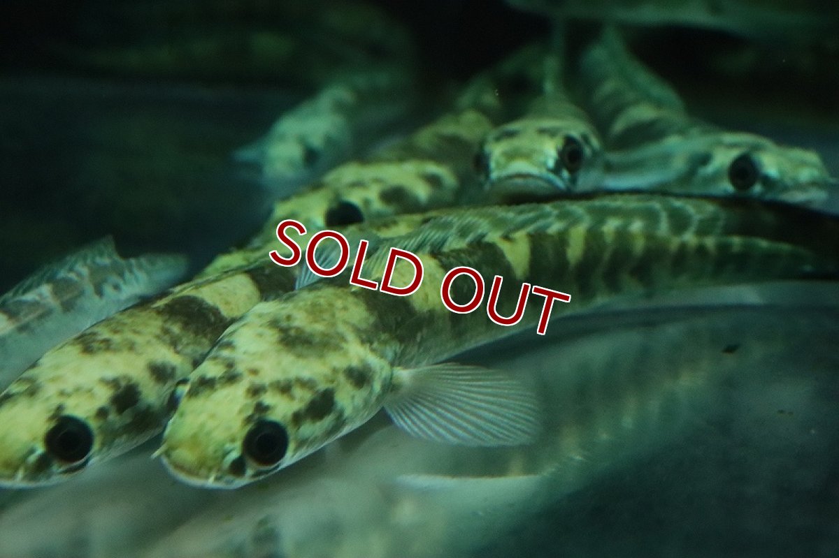 画像2: 【淡水魚】ロイヤルトーマン イエロー セントラルボルネオ産 ワイルド【1匹 サンプル画像】(±15-18cm)(生体)(熱帯魚)NKO (2)