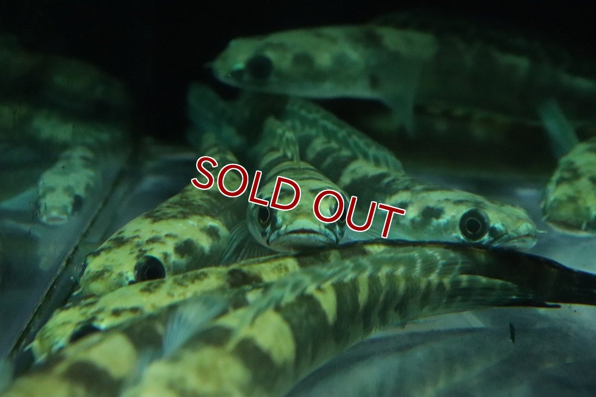 画像3: 【淡水魚】ロイヤルトーマン イエロー セントラルボルネオ産 ワイルド【1匹 サンプル画像】(±15-18cm)(生体)(熱帯魚)NKO (3)