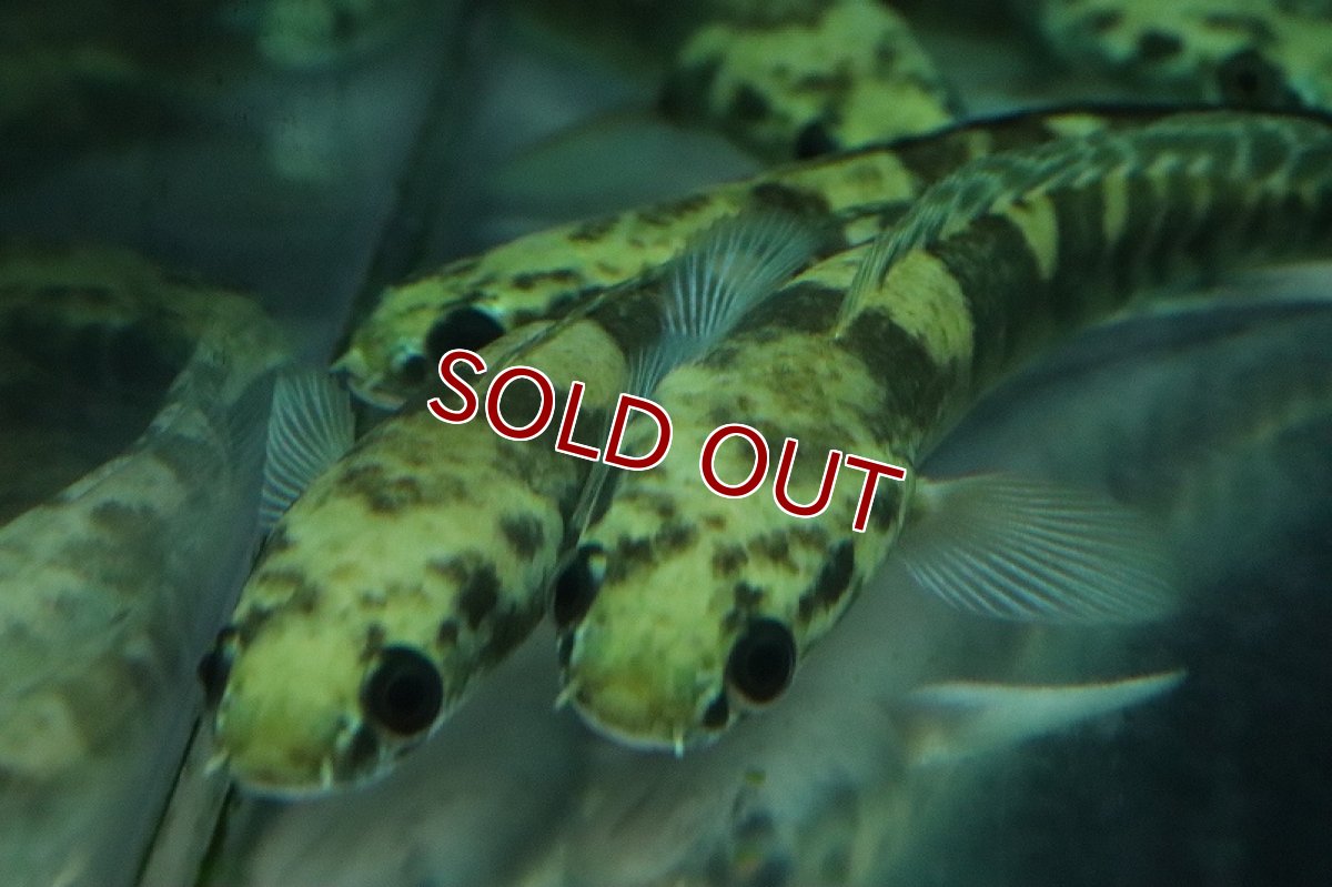 画像4: 【淡水魚】ロイヤルトーマン イエロー セントラルボルネオ産 ワイルド【1匹 サンプル画像】(±15-18cm)(生体)(熱帯魚)NKO (4)