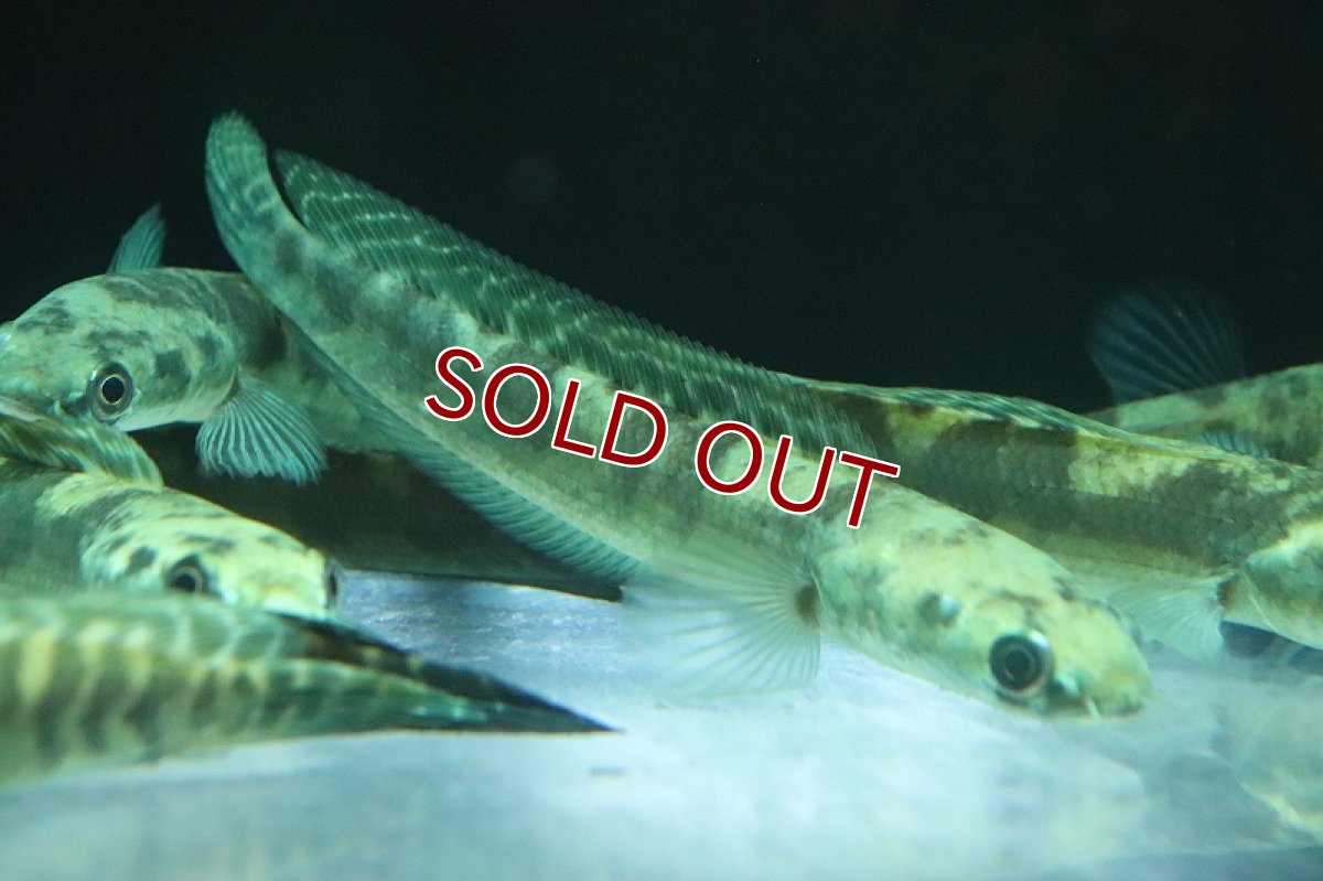 画像5: 【淡水魚】ロイヤルトーマン イエロー セントラルボルネオ産 ワイルド【1匹 サンプル画像】(±15-18cm)(生体)(熱帯魚)NKO (5)