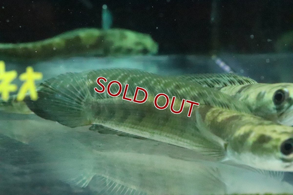 画像7: 【淡水魚】ロイヤルトーマン イエロー セントラルボルネオ産 ワイルド【1匹 サンプル画像】(±15-18cm)(生体)(熱帯魚)NKO (7)