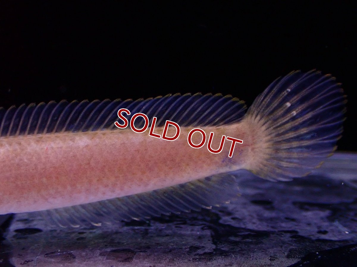 画像2: 【淡水魚】チャンナ リムバータ【1匹 サンプル画像】(±7cm)(大型魚・スネークヘッド)(生体)(熱帯魚)NKO (2)