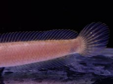 画像2: 【淡水魚】【通販】チャンナ リムバータ【1匹 サンプル画像】(±7cm)(大型魚・スネークヘッド)(生体)(熱帯魚)NKO (2)