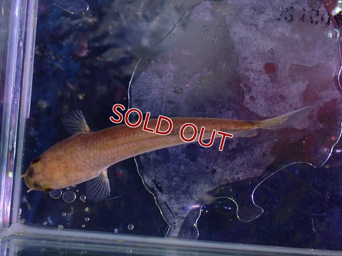 画像3: 【淡水魚】チャンナ リムバータ【1匹 サンプル画像】(±7cm)(大型魚・スネークヘッド)(生体)(熱帯魚)NKO (3)