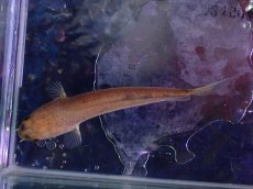 画像3: 【淡水魚】【通販】チャンナ リムバータ【1匹 サンプル画像】(±7cm)(大型魚・スネークヘッド)(生体)(熱帯魚)NKO (3)
