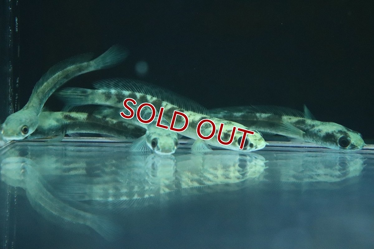 画像2: 【淡水魚】激安 ロイヤルトーマン【1匹 サンプル画像】(±8-10cm)(大型魚・スネークヘッド)(生体)(熱帯魚)NKO (2)