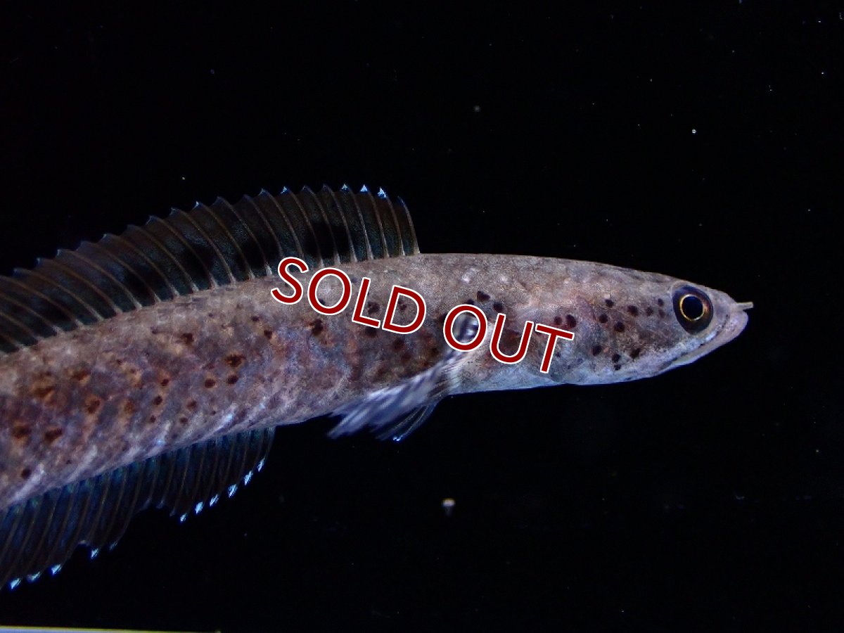 画像2: 【淡水魚】バーミーズレッドフィンスネークヘッド【1匹 サンプル画像】(±7cm)(大型魚・スネークヘッド)(生体)(熱帯魚)NKO (2)