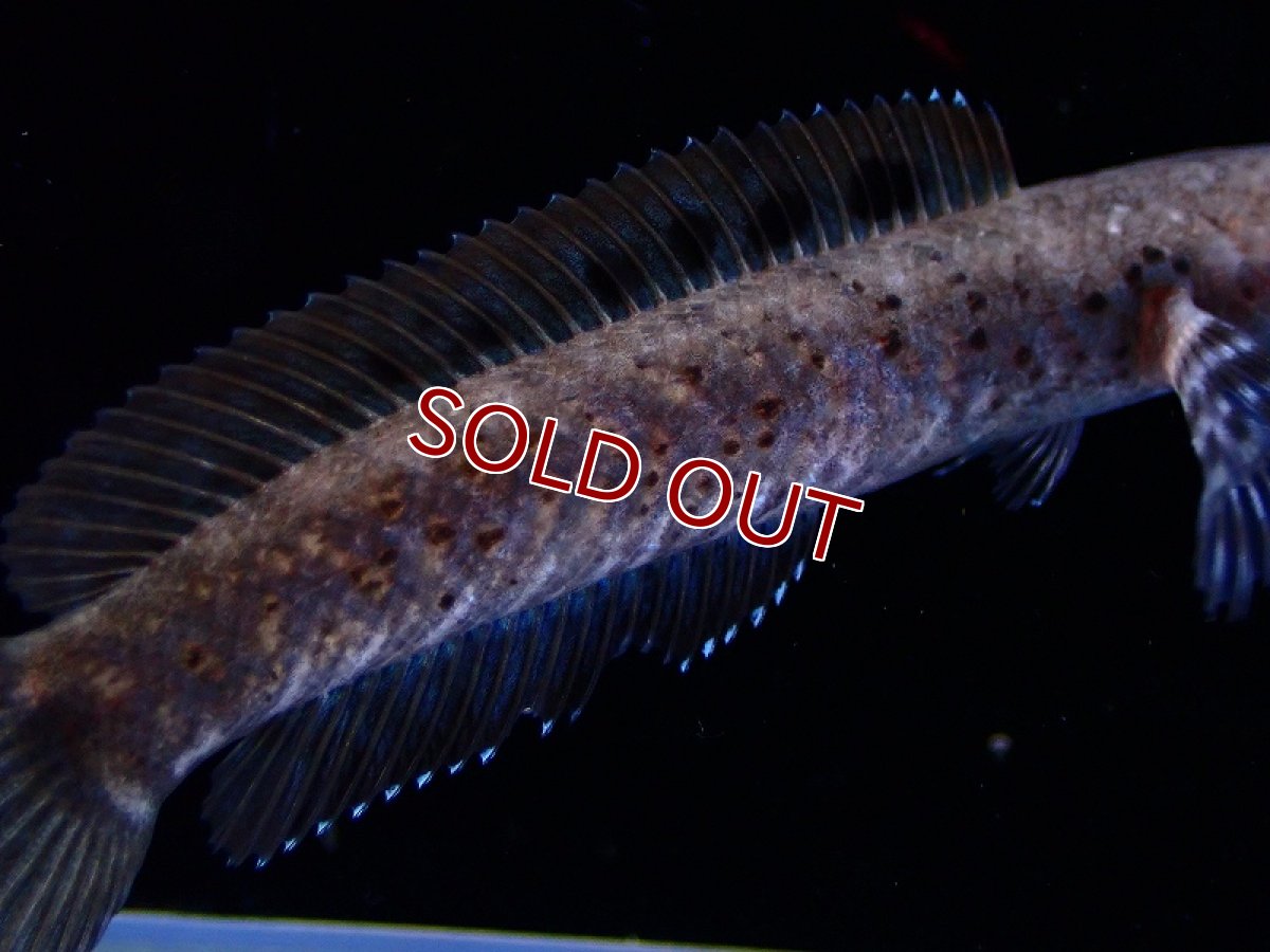 画像3: 【淡水魚】バーミーズレッドフィンスネークヘッド【1匹 サンプル画像】(±7cm)(大型魚・スネークヘッド)(生体)(熱帯魚)NKO (3)