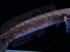 画像3: 【淡水魚】【通販】バーミーズレッドフィンスネークヘッド【1匹 サンプル画像】(±7cm)(大型魚・スネークヘッド)(生体)(熱帯魚)NKO (3)
