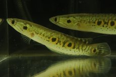 画像1: 【淡水魚】【通販】大特価 大きめ フラワートーマン ワイルド【1匹 サンプル画像】(±15-20cm)（大型魚・スネークヘッド）（生体）（熱帯魚）NKO (1)