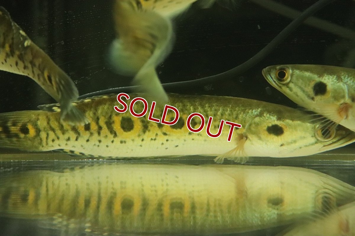 画像2: 【淡水魚】【通販】大特価 大きめ フラワートーマン【1匹 サンプル画像】(±15-20cm)（大型魚・スネークヘッド）（生体）（熱帯魚）NKO (2)