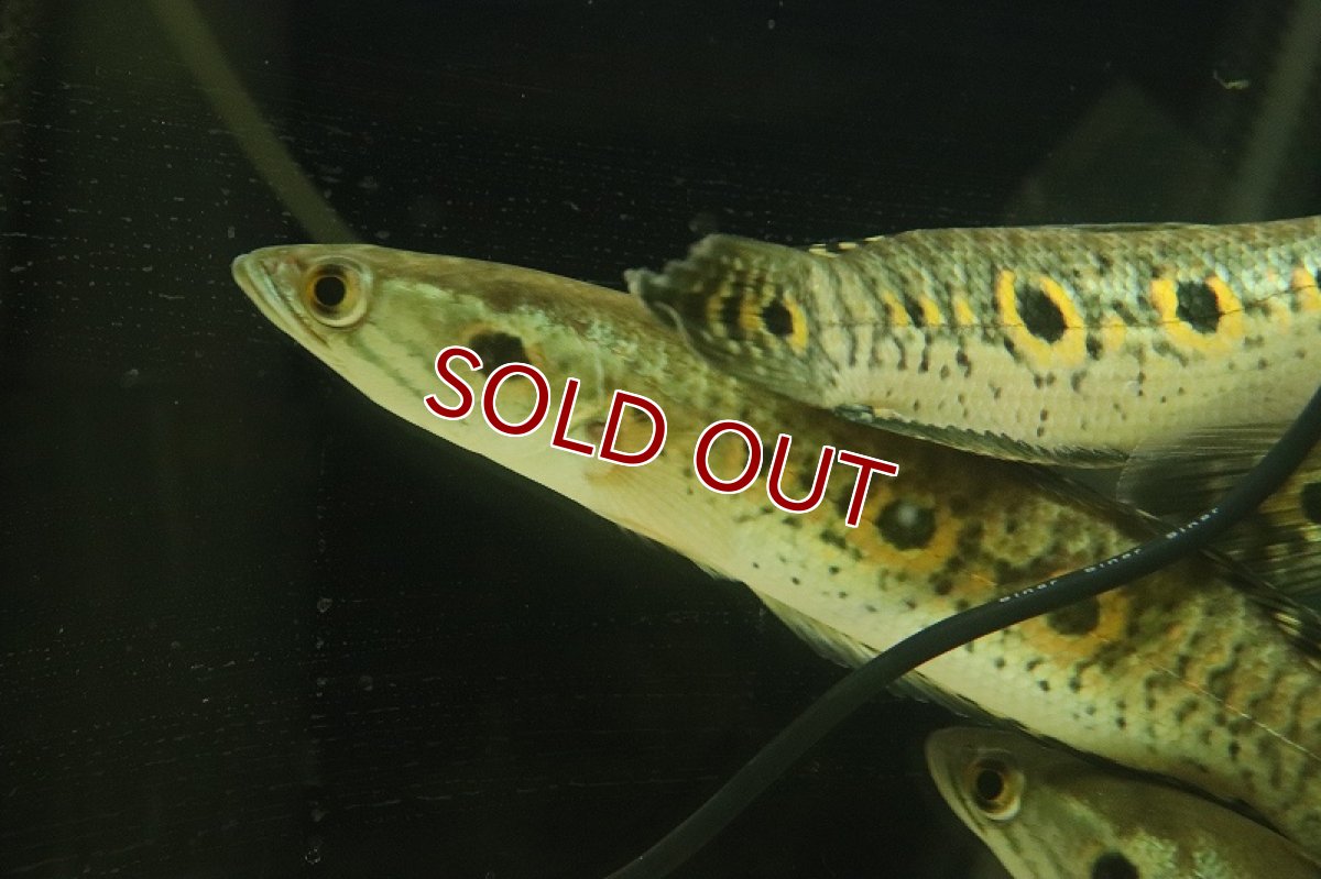 画像3: 【淡水魚】【通販】大特価 大きめ フラワートーマン【1匹 サンプル画像】(±15-20cm)（大型魚・スネークヘッド）（生体）（熱帯魚）NKO (3)