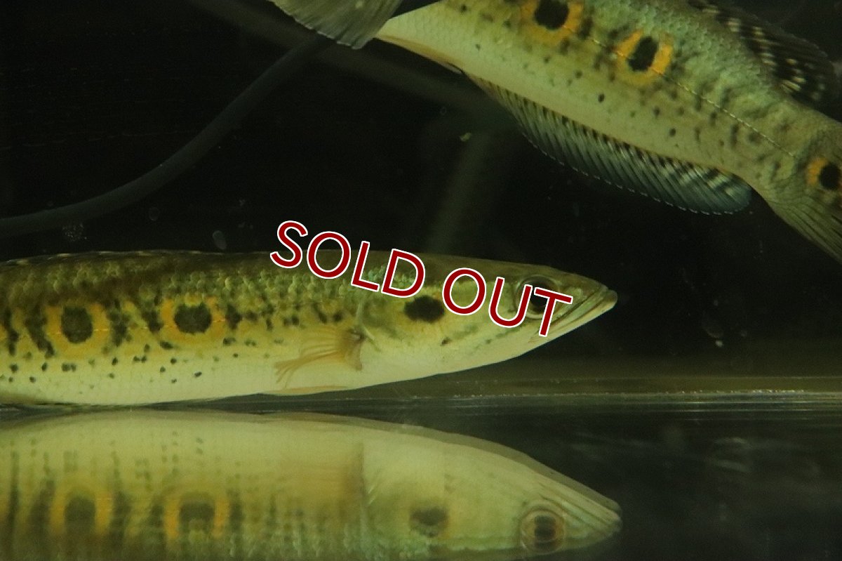 画像4: 【淡水魚】【通販】大特価 大きめ フラワートーマン【1匹 サンプル画像】(±15-20cm)（大型魚・スネークヘッド）（生体）（熱帯魚）NKO (4)