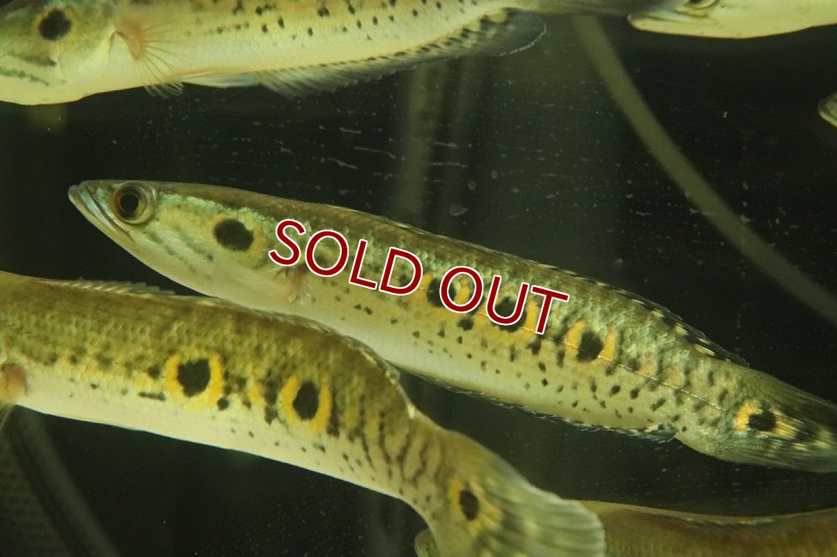 画像5: 【淡水魚】【通販】大特価 大きめ フラワートーマン【1匹 サンプル画像】(±15-20cm)（大型魚・スネークヘッド）（生体）（熱帯魚）NKO (5)