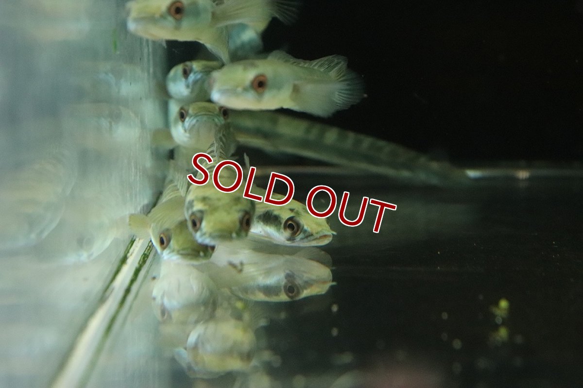 画像2: 【淡水魚】チャンナ スーパーレッド チタルム産 ワイルド【1匹 サンプル画像】(±7-8cm)（大型魚・スネークヘッド）（生体）（熱帯魚）NKO (2)