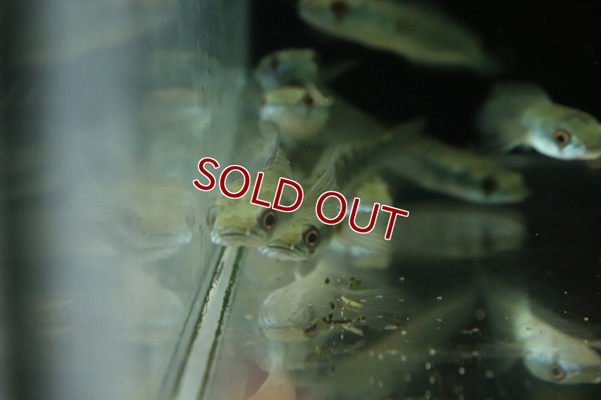 画像3: 【淡水魚】チャンナ スーパーレッド チタルム産 ワイルド【1匹 サンプル画像】(±7-8cm)（大型魚・スネークヘッド）（生体）（熱帯魚）NKO (3)