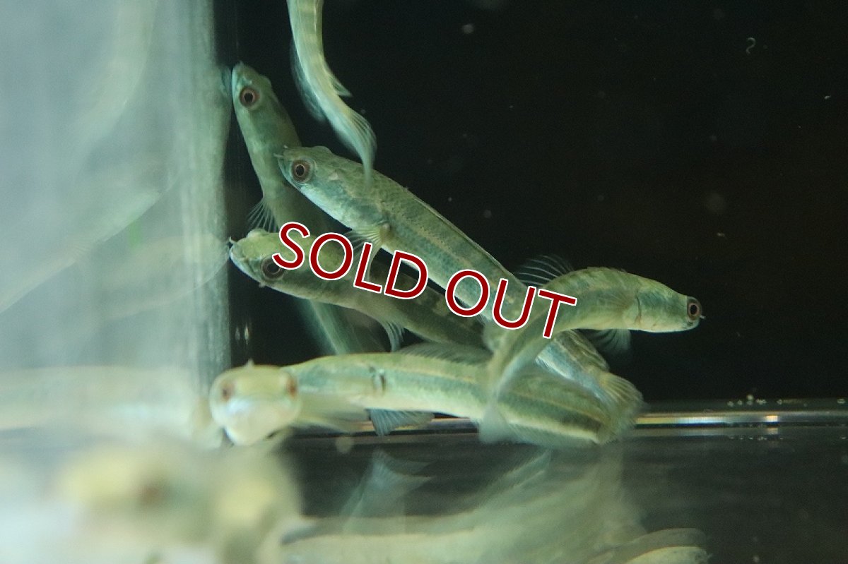 画像4: 【淡水魚】チャンナ スーパーレッド チタルム産 ワイルド【1匹 サンプル画像】(±7-8cm)（大型魚・スネークヘッド）（生体）（熱帯魚）NKO (4)