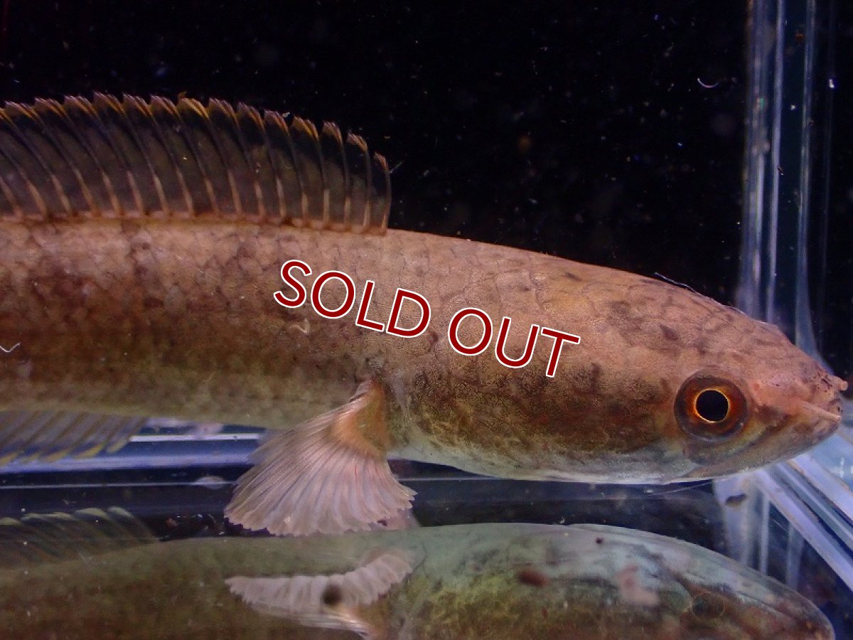 画像2: 【淡水魚】チャンナ ガクア ベトナム産 ワイルド【1匹 サンプル画像】(±10cm)（大型魚・スネークヘッド）（生体）（熱帯魚）NKO (2)