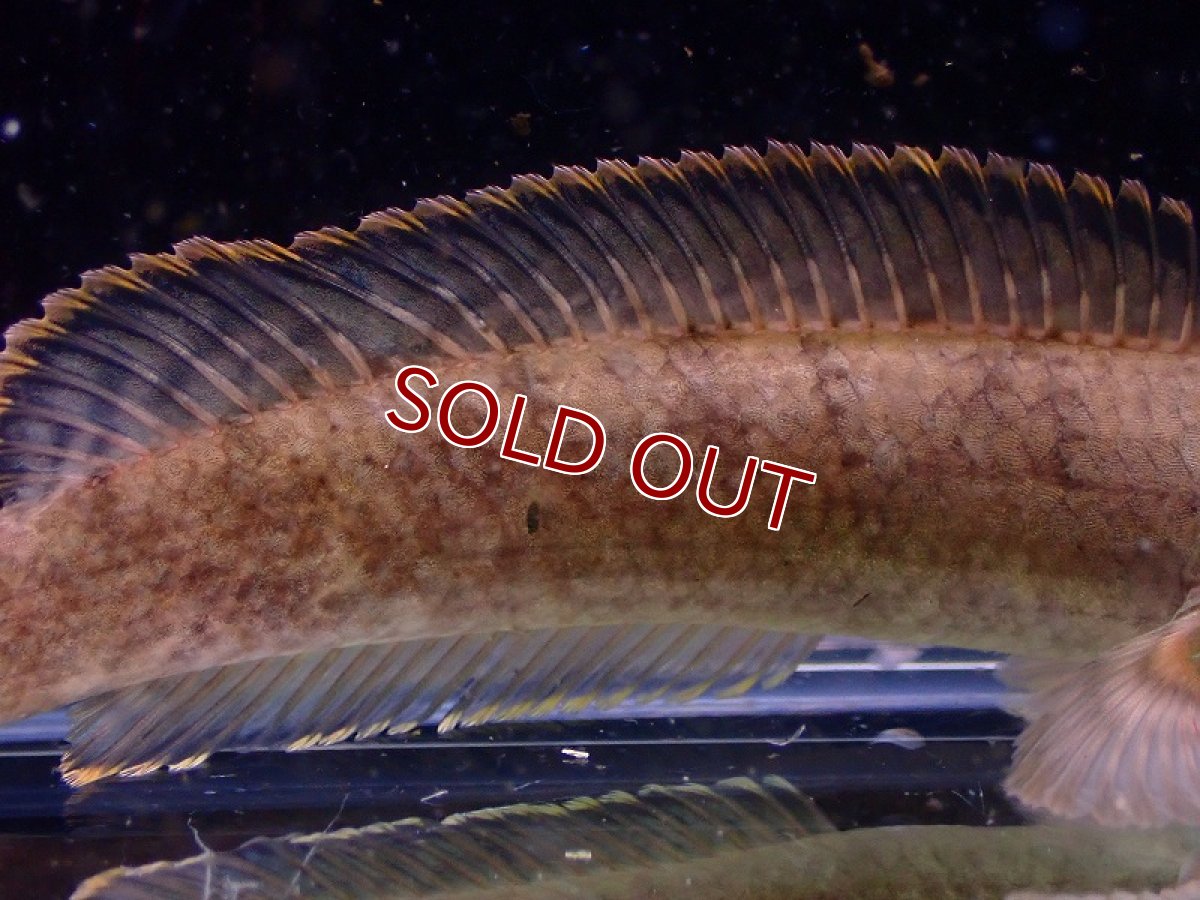 画像3: 【淡水魚】チャンナ ガクア ベトナム産 ワイルド【1匹 サンプル画像】(±10cm)（大型魚・スネークヘッド）（生体）（熱帯魚）NKO (3)