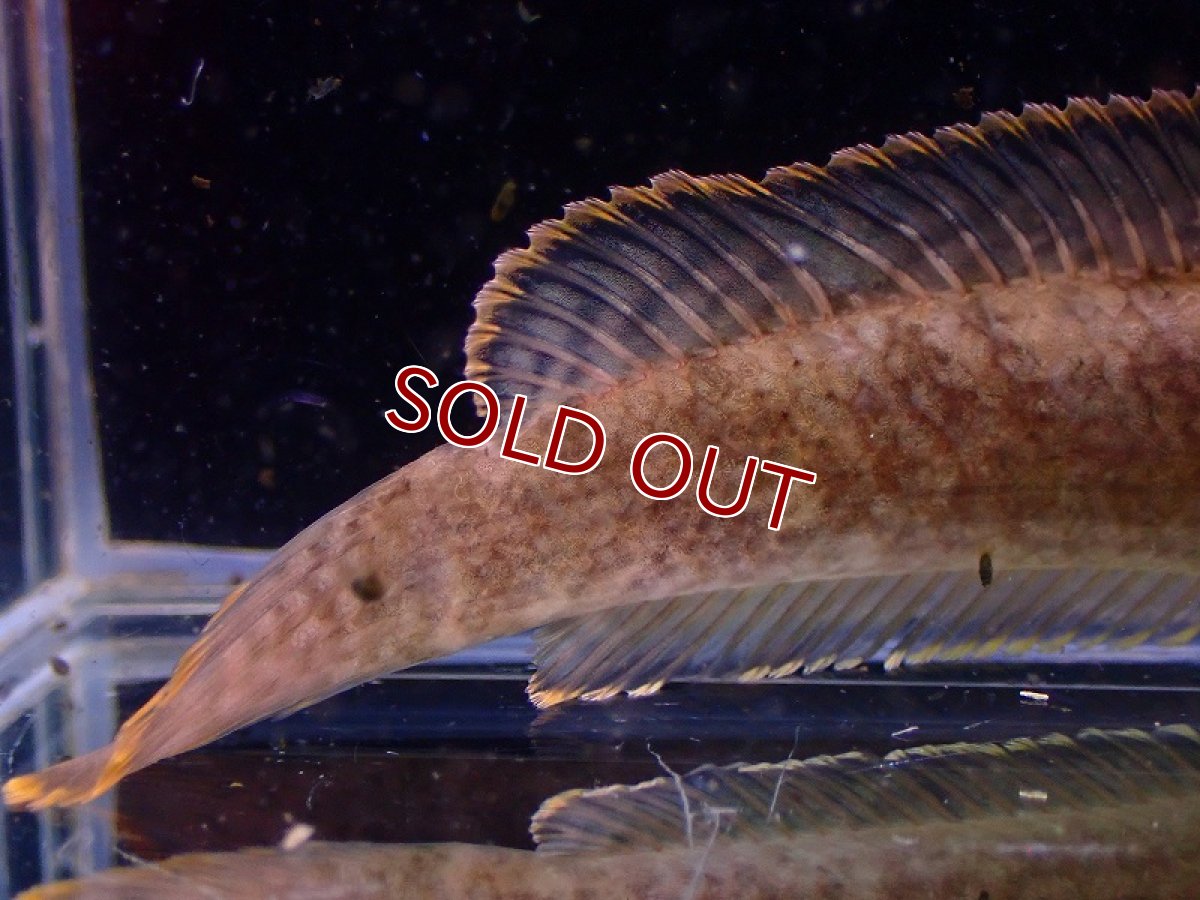 画像4: 【淡水魚】チャンナ ガクア ベトナム産 ワイルド【1匹 サンプル画像】(±10cm)（大型魚・スネークヘッド）（生体）（熱帯魚）NKO (4)