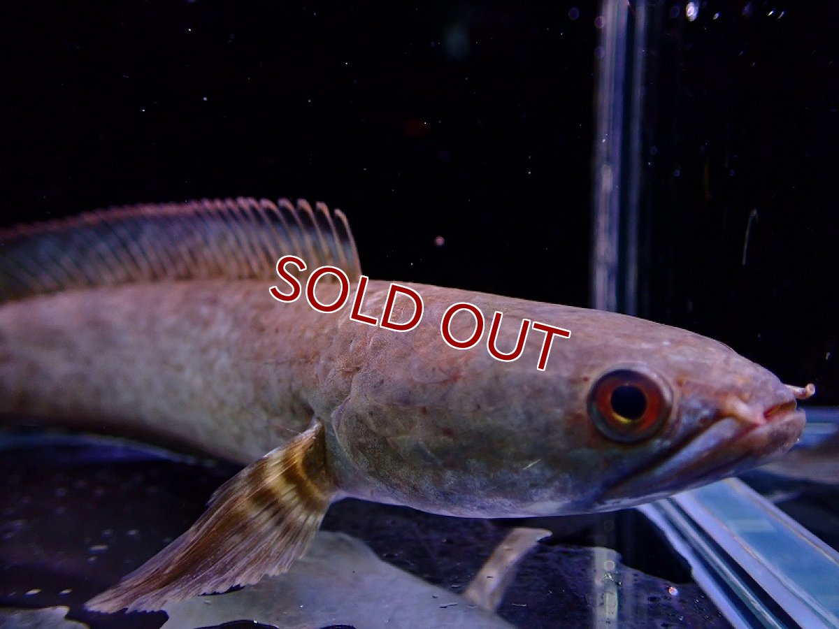 画像2: 【淡水魚】変わり種 チャンナ リムバータ レインボーレッドテール【1匹 サンプル画像】(±9-13cm)（生体）（熱帯魚）NKO (2)