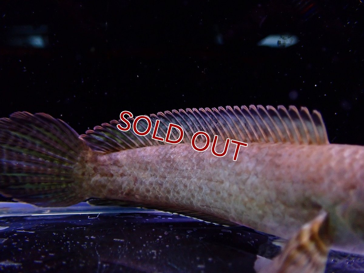 画像3: 【淡水魚】変わり種 チャンナ リムバータ レインボーレッドテール【1匹 サンプル画像】(±9-13cm)（生体）（熱帯魚）NKO (3)