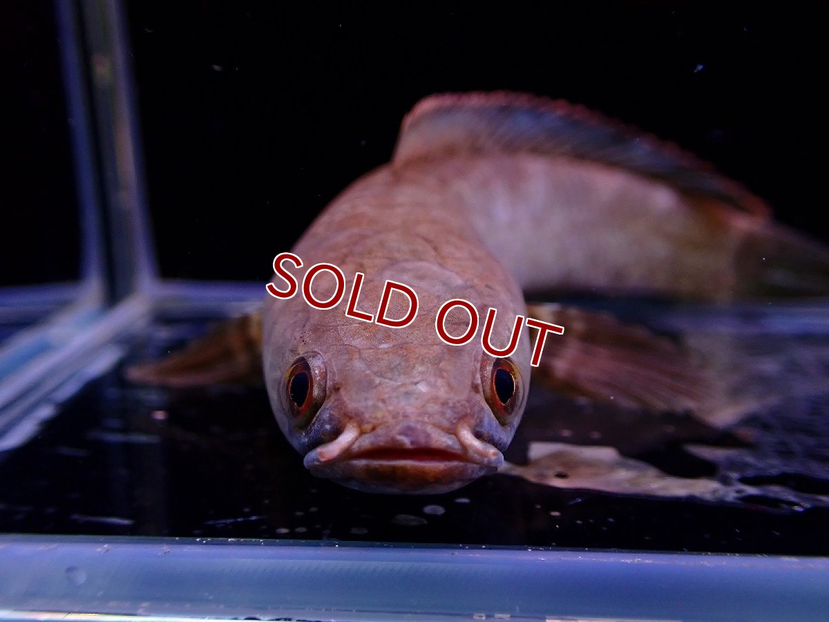 画像4: 【淡水魚】変わり種 チャンナ リムバータ レインボーレッドテール【1匹 サンプル画像】(±9-13cm)（生体）（熱帯魚）NKO (4)