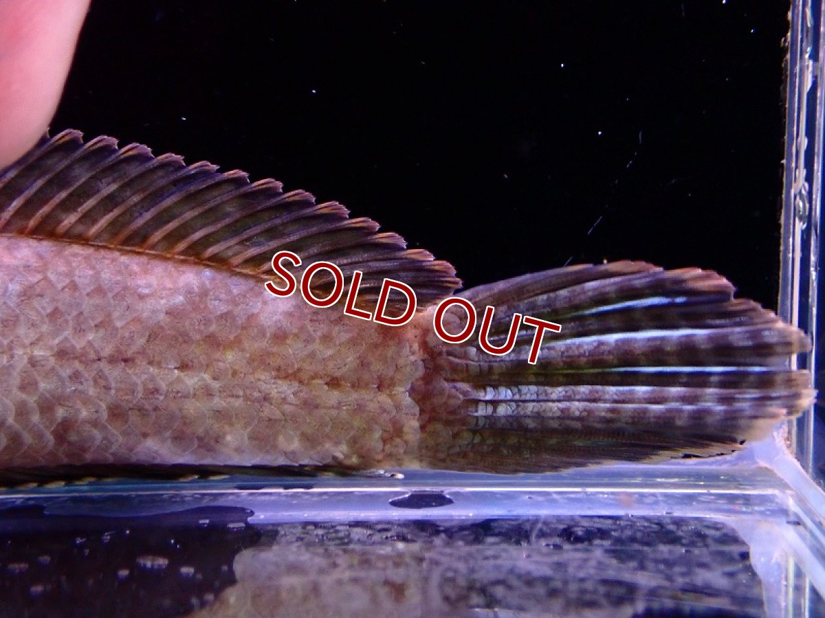 画像5: 【淡水魚】変わり種 チャンナ リムバータ レインボーレッドテール【1匹 サンプル画像】(±9-13cm)（生体）（熱帯魚）NKO (5)