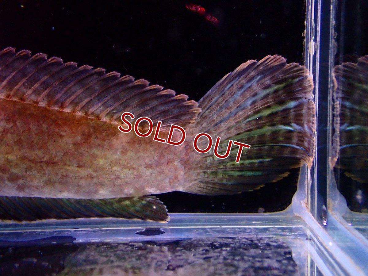 画像6: 【淡水魚】変わり種 チャンナ リムバータ レインボーレッドテール【1匹 サンプル画像】(±9-13cm)（生体）（熱帯魚）NKO (6)