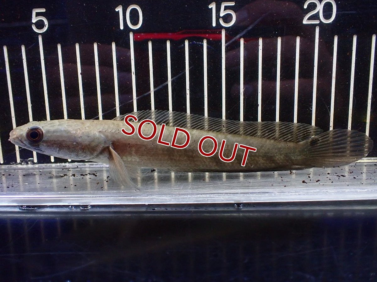 画像1: 【淡水魚】ウルトラレッドロイヤルトーマン ワイルド【1匹 サンプル画像】(±10-15cm)（大型魚・スネークヘッド）（生体）（熱帯魚）NKO (1)