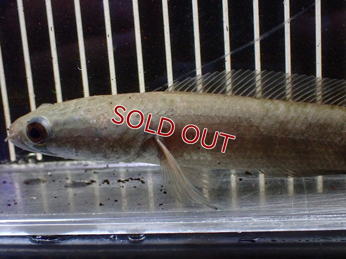 画像2: 【淡水魚】ウルトラレッドロイヤルトーマン ワイルド【1匹 サンプル画像】(±10-15cm)（大型魚・スネークヘッド）（生体）（熱帯魚）NKO (2)