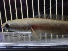 画像2: 【淡水魚】【通販】ウルトラレッドロイヤルトーマン ワイルド【1匹 サンプル画像】(±10-15cm)（大型魚・スネークヘッド）（生体）（熱帯魚）NKO (2)